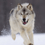 FenRiR_29